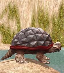 Metin2 Patron - Çöl Kaplumbağası